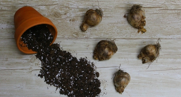 Deer-Resistant Bulbs