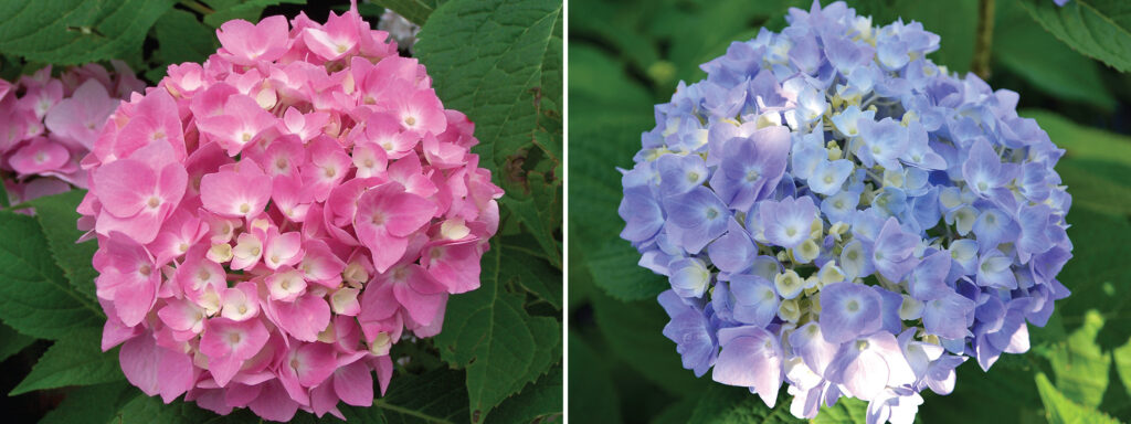 How to Change the Color of your Hydrangea