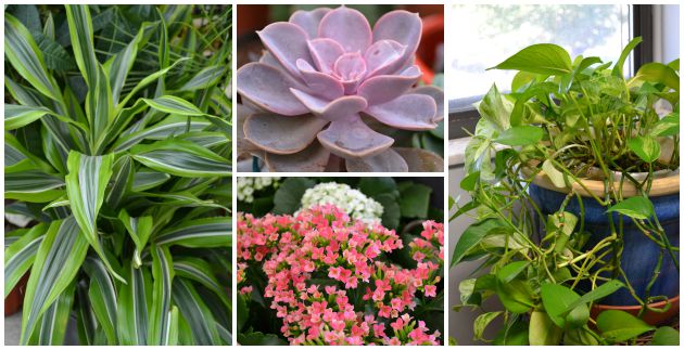 Low Maintenance House Plants for Busy Students