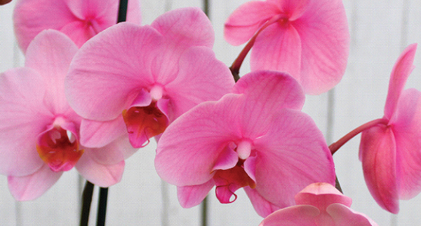 Caring for Orchids