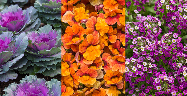 Refreshing Your Container Gardens