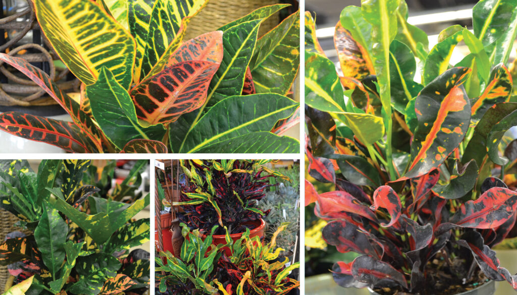 Colorize Your Home for Fall with Creative Crotons