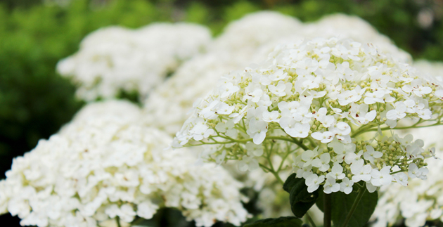 Espoma’s Seven Tips For Transplanting Hydrangeas