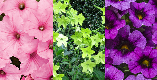 The Favorites: A Selection of Frank’s Favorite Cool Colored Annuals