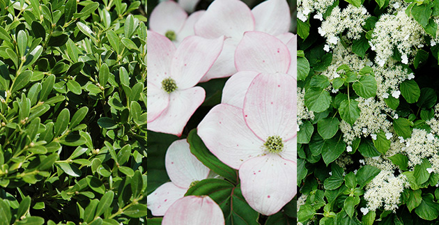 Plant Spotlight: Hedges