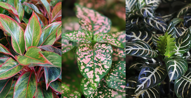 Live Healthy: Clean the Air with House Plants