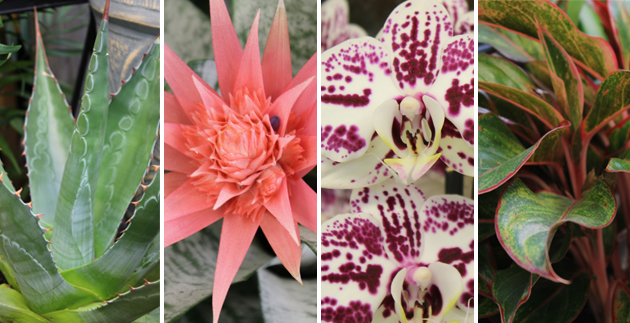 Last Minute Gifts: Five Indoor Plants that will Bring Joy Into the New Year