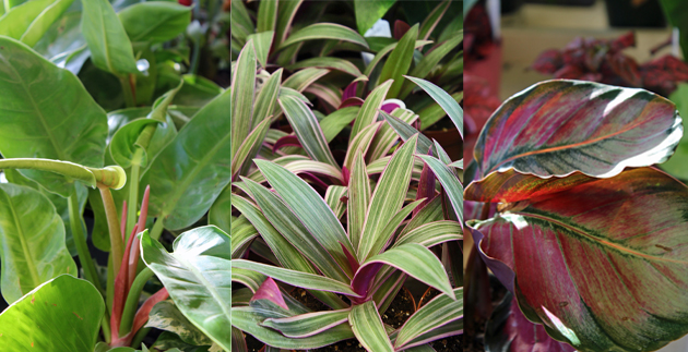 Ten Plants to Brighten Your Home this Winter