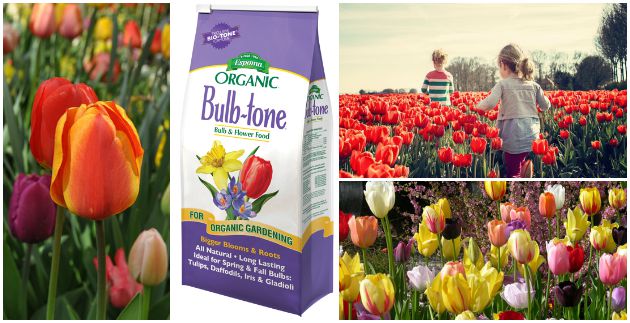 Simple Tips for Designing and Planting Fall Flower Bulbs