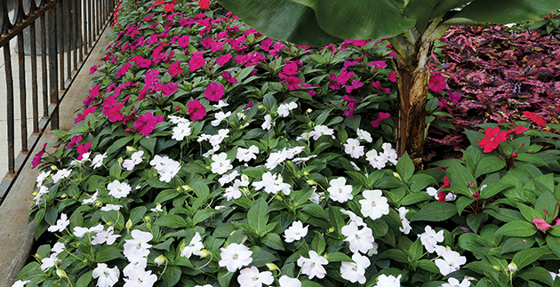 Why We’re Not Selling Impatiens
