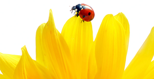 Come Fly with Me: English Gardens Pollinator Weekend