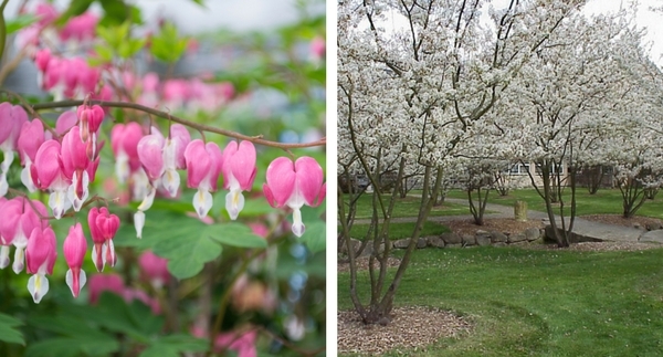 Plant Spotlight: Serviceberry & Bleeding Heart