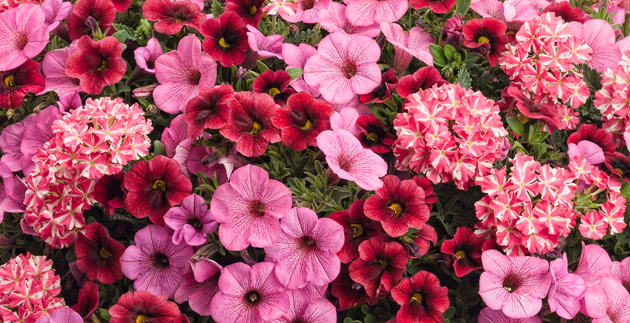 Mother’s Day Gifts: Unique Ideas for Mom