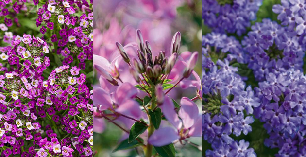 PAllenSmithsCoolColoredAnnuals