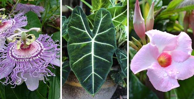 New Arrivals: Patio Tropics