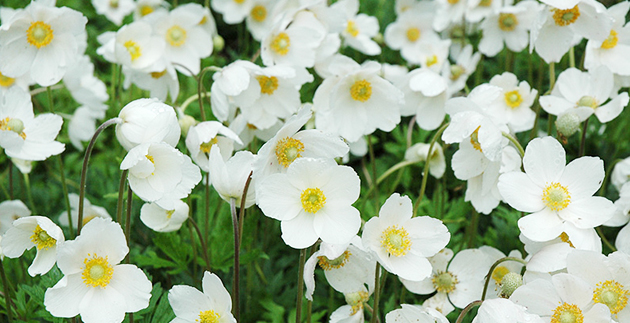Plant Spotlight: Anemone