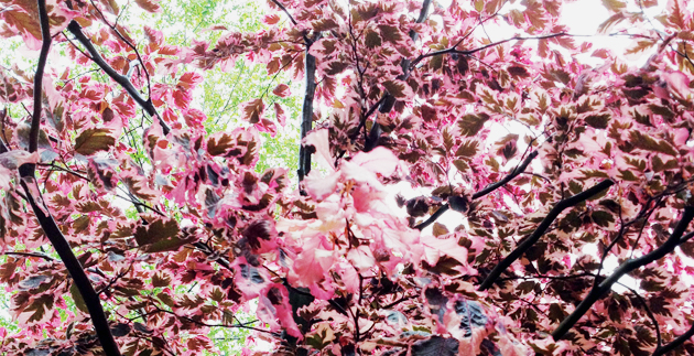 Plant Spotlight: Specimen Tree: Beeches