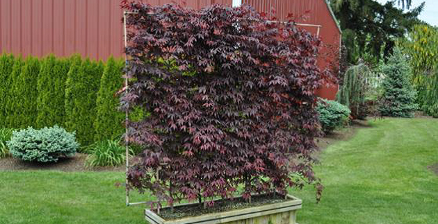 Plant Spotlight: Plant Screens - English Gardens