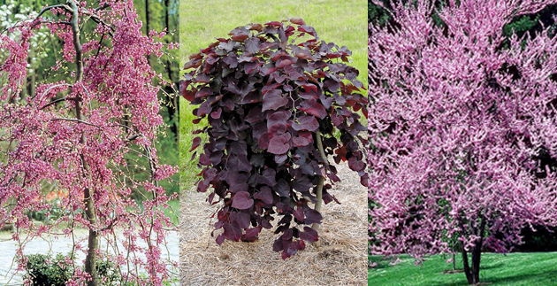 Plant Spotlight: Specimen Tree: Redbuds