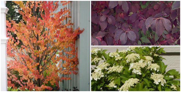 PLANT SPOTLIGHT:  Viburnums & Katsura