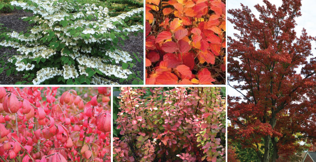 Top 10 Great Plants for Fall