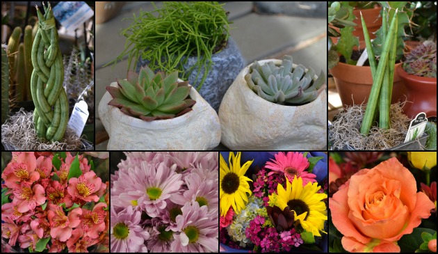 Plants and Flowers Make Great Gifts