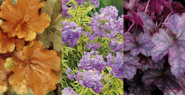 Plants for Fall Color