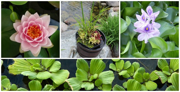 4 Easy Steps to Create a Container Water Garden