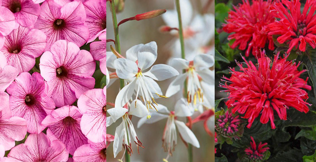 Protecting our Pollinators: Pollinator Friendly Plants