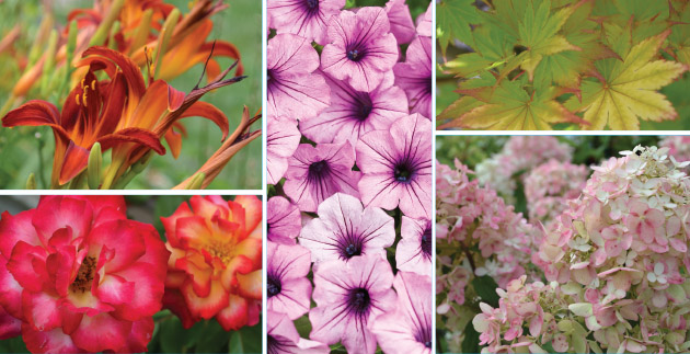 RefreshingGarden_Header