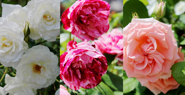 Rose Hill & English Gardens