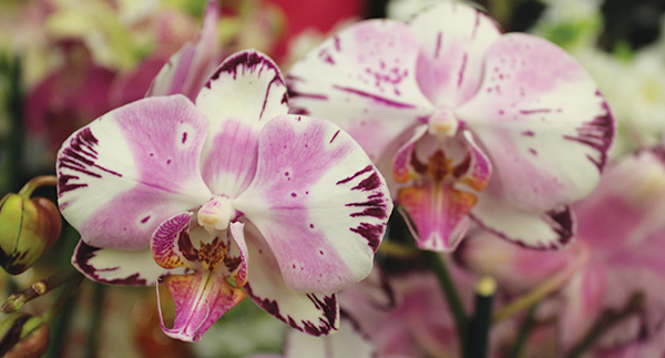 Staff Picks: A Few of our Favorite Orchids