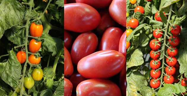 Off the Vine: Tomatoes 101