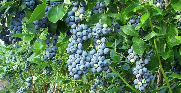 Plant spotlight: Blueberries