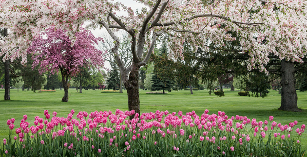White Chapel Memorial Park Presents Its 2016 Tulip Festival and Photo Contest!