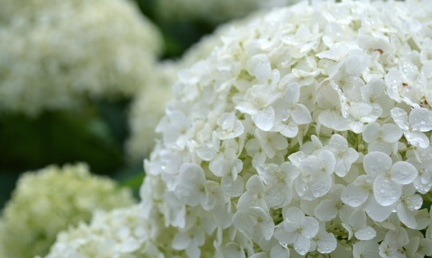 Why aren’t my Hydrangeas Blooming