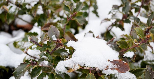 Winterizing Garden Decor