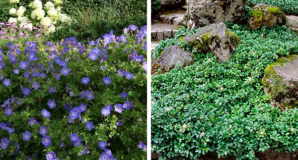 Plant Spotlight: Itea and Groundcovers