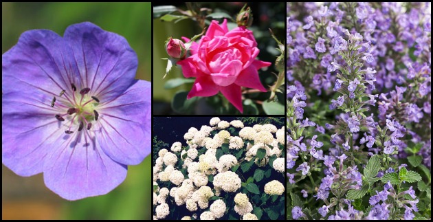 Plant Spotlight:  Summer Bloomers