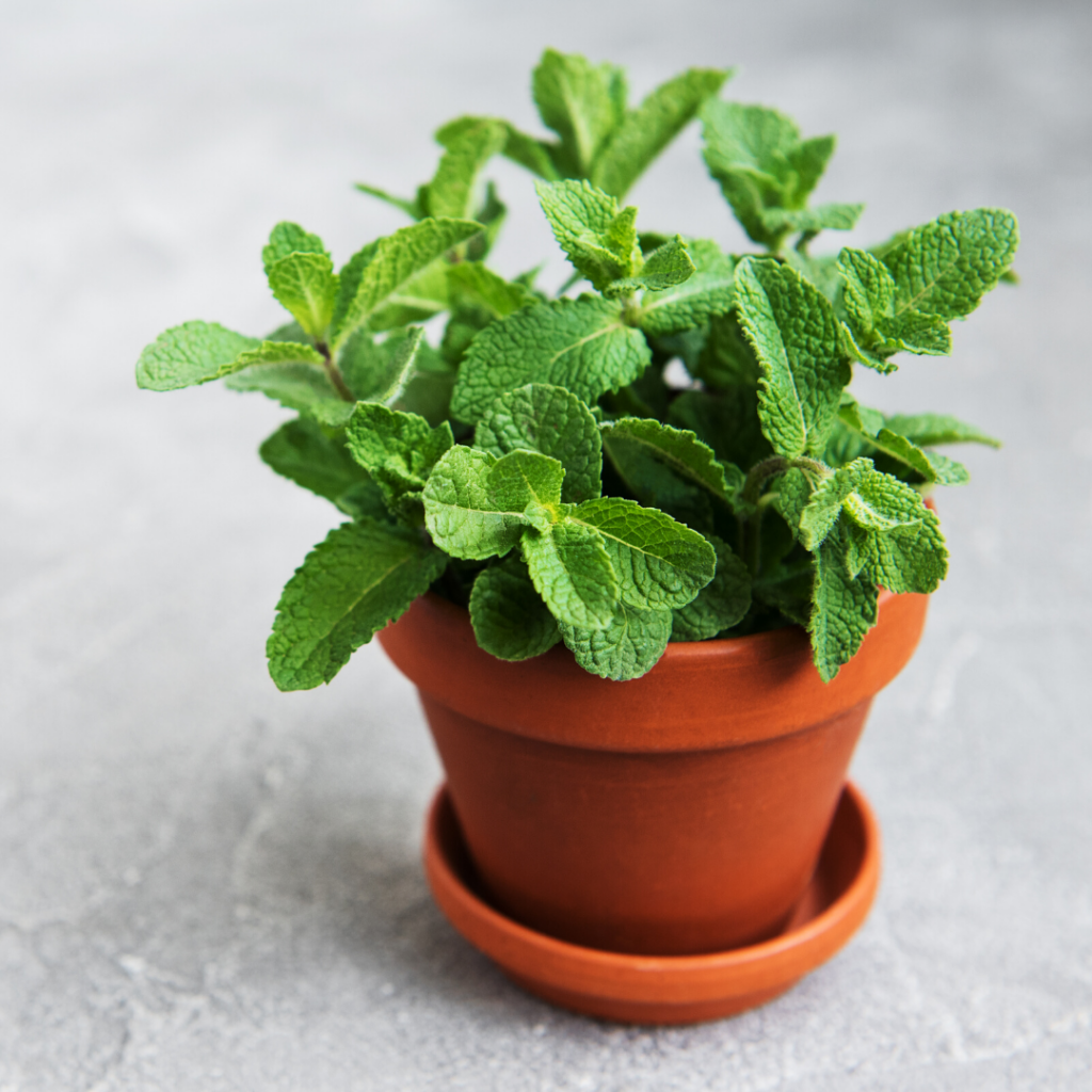 Creating a Mosquito Repelling Container English Gardens