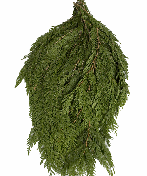 Western Red Cedar Bunch