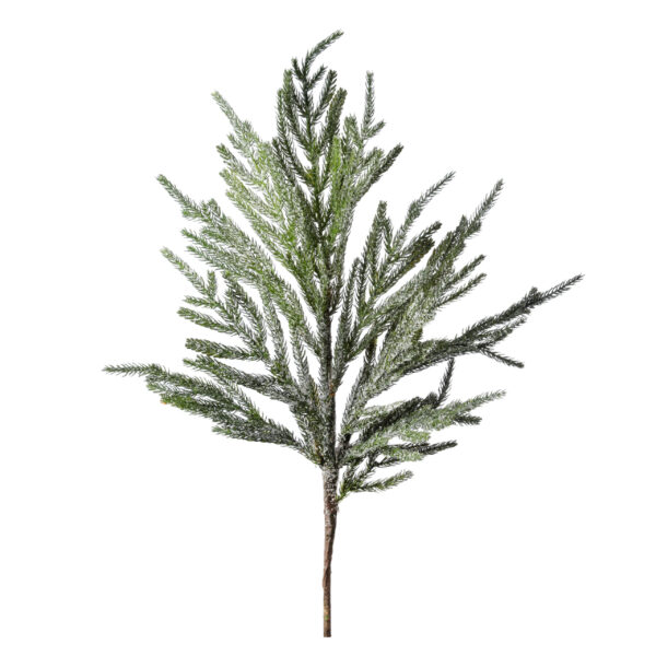 Norfolk Pine Iced Branch