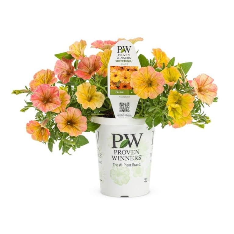 Plants English Gardens