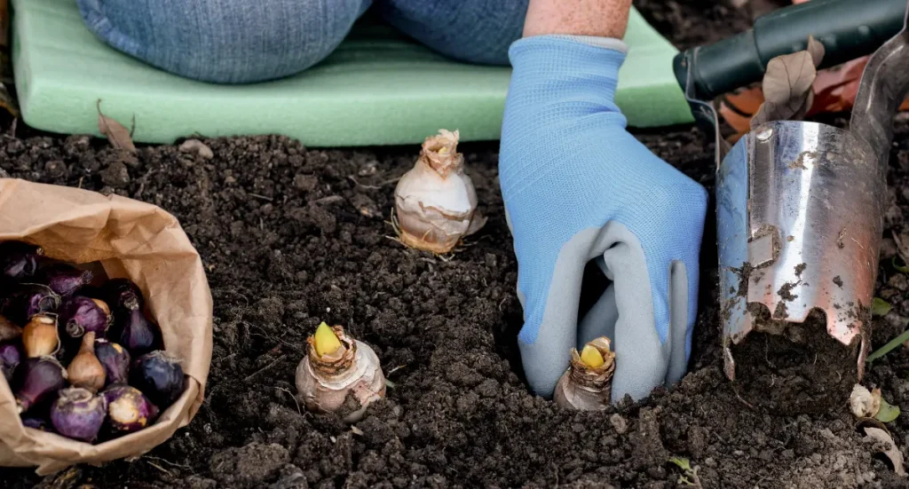 Advice for Success: Planting Spring-Flowering Bulbs