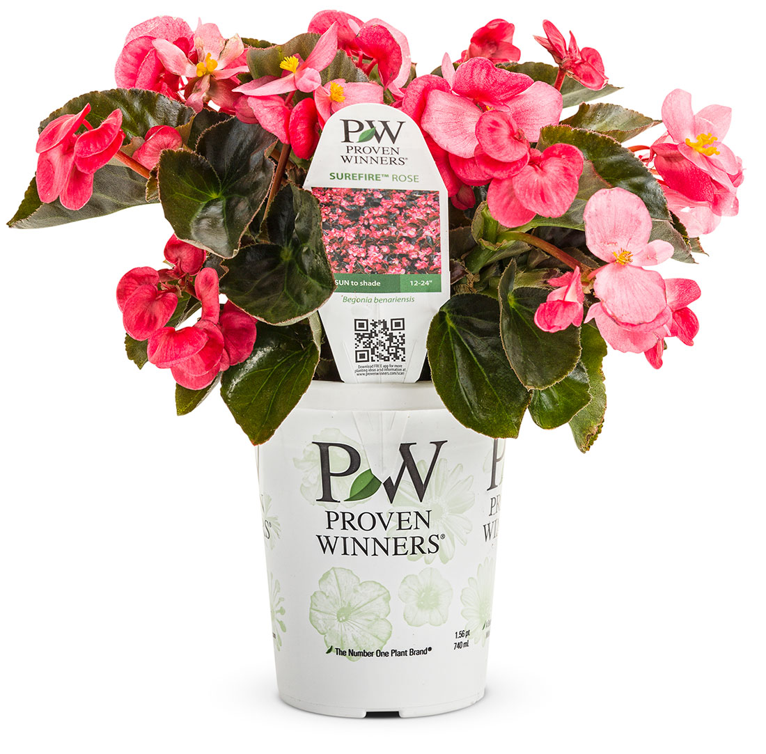Get Begonia Surefire Rose Proven Winners in MI at English Gardens Nurseries Serving Clinton
