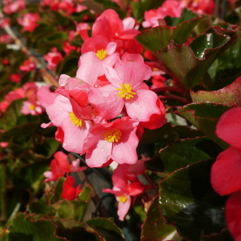 DeerResistant Plants English Gardens