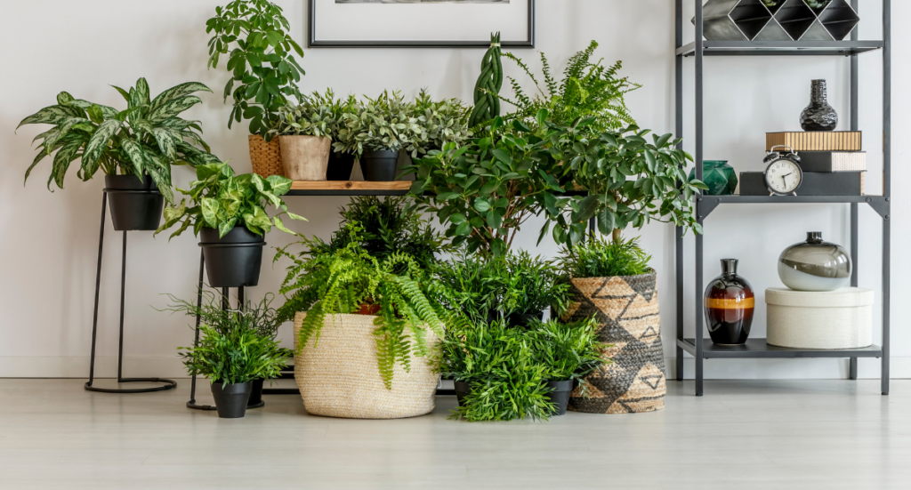 House Plants for Healthy Living: October