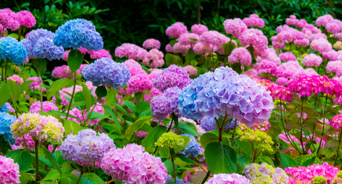 How to Change the Color of Hydrangea Blooms?