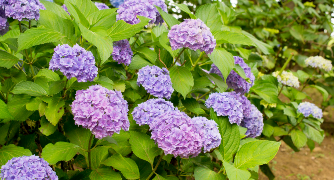 Best Hydrangeas for Michigan Gardens English Gardens