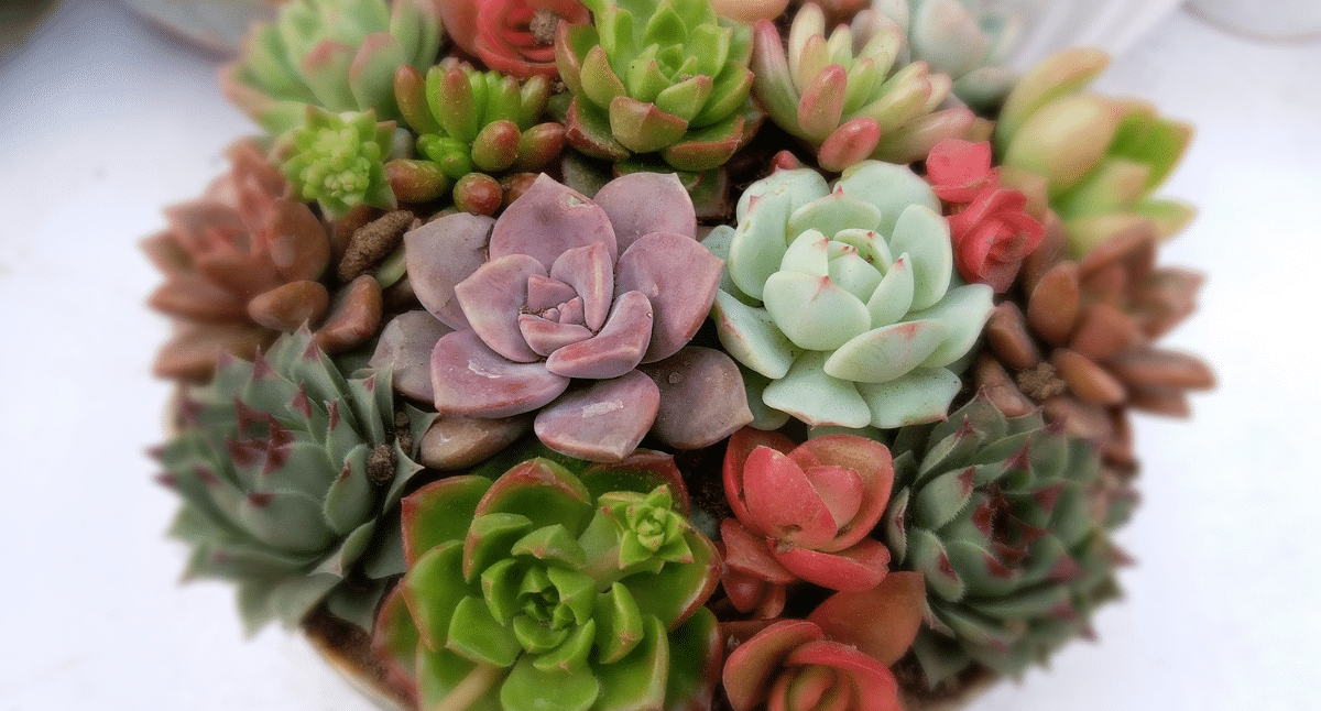 Succulents: The Must have Plants